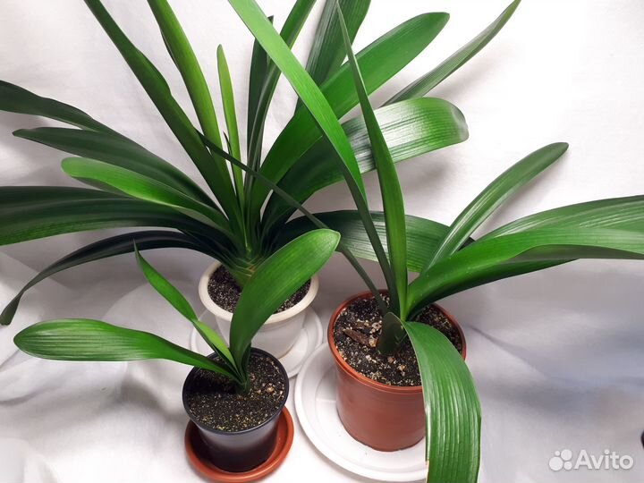 Комнатные цветы кливия