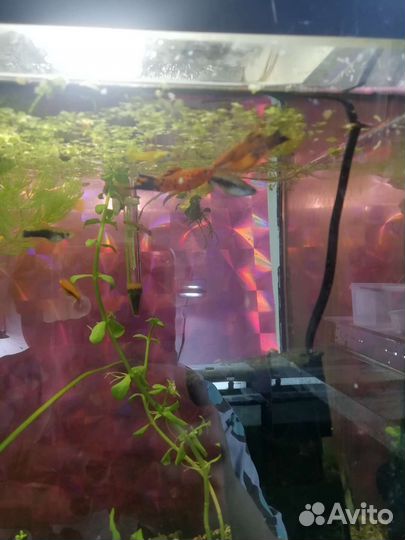 Аквариумные рыбки