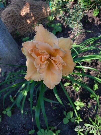 Розы и другие растения