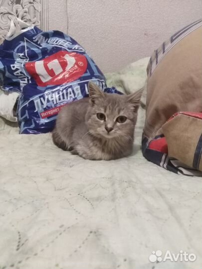 Котенок девочка отдам в добрые руки