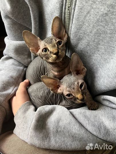 Донской сфинкс котята
