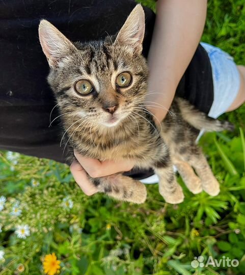 Котенок девочка Лиза (2 мес)