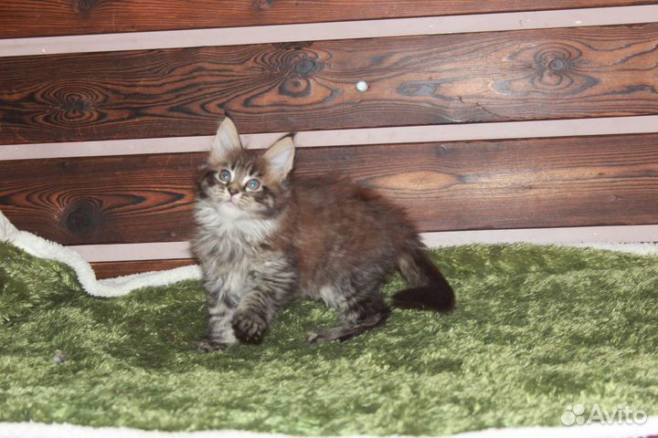 Котик мейн-кун