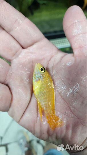 Малавийские цихлиды