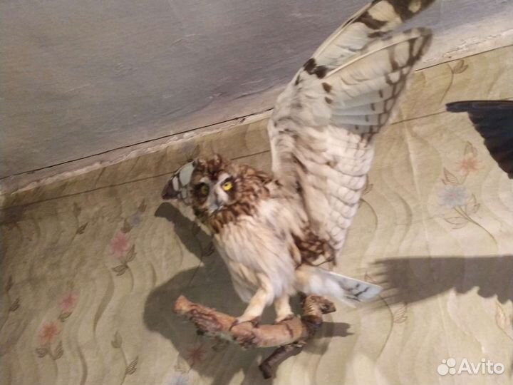 Чучело