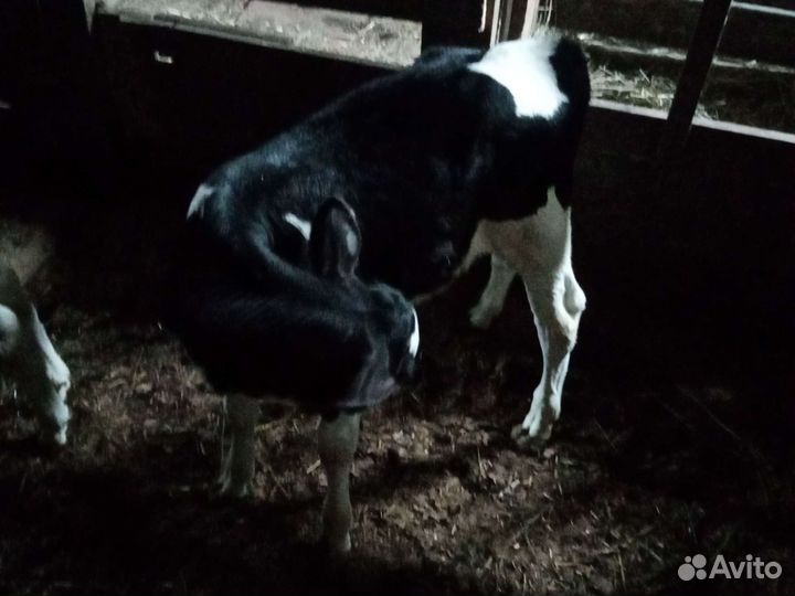 Телята телочки