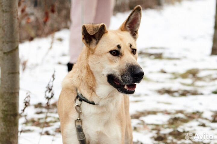 Метис лабрадор девочка