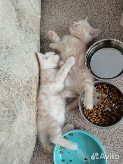 Котята