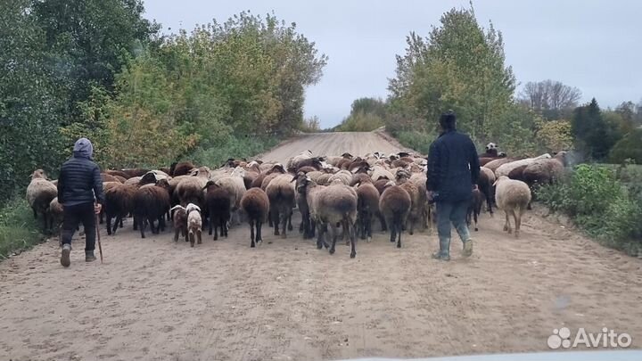 Продажа баранов и овец