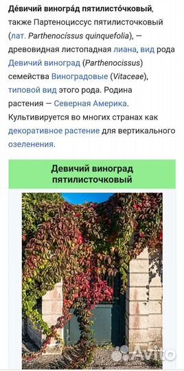 Черенки девичий виноград