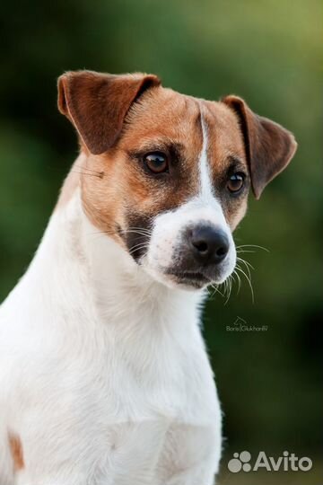 Джек рассел терьер.Мини кобель. Вязка