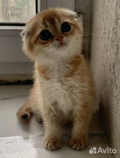 Продается котенок