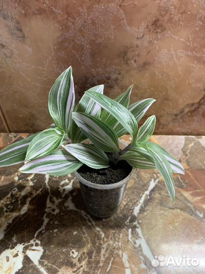 Традесканция 3 вида