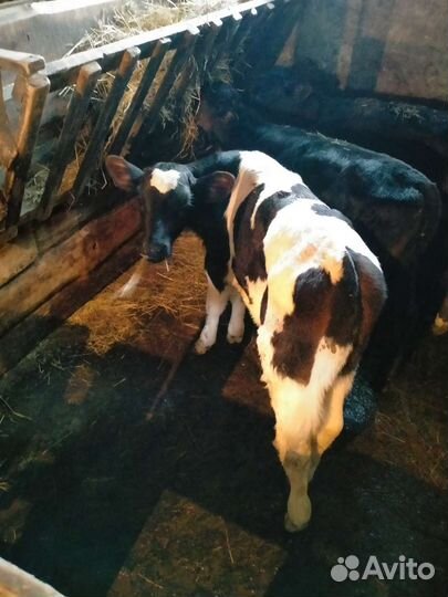 Телята Коровы