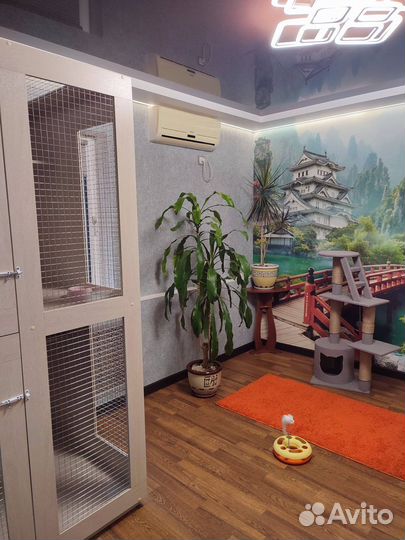 Гостиница для кошек Передержка кошек