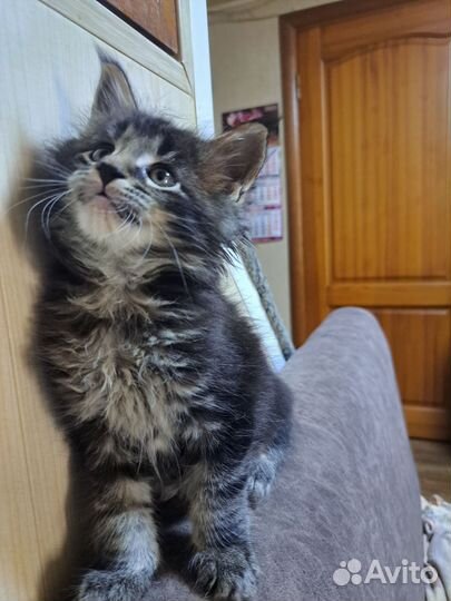 Котята мейн-кун