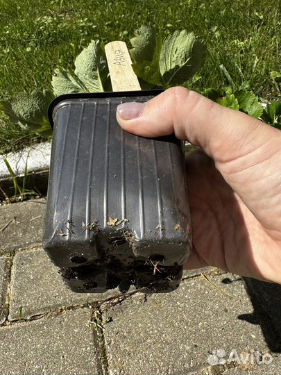 Клубника Азия