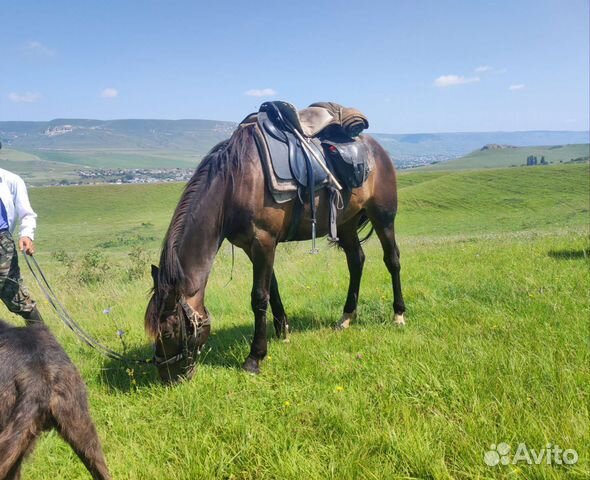 Жеребец полукарачаевец-полутяж объявление продам