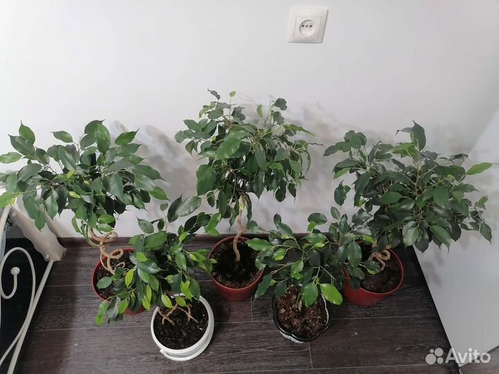 Фикус бенджамина плетеный