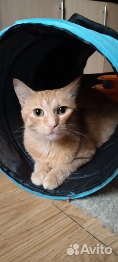 Красавица и умница Златочка, брошенная людьми