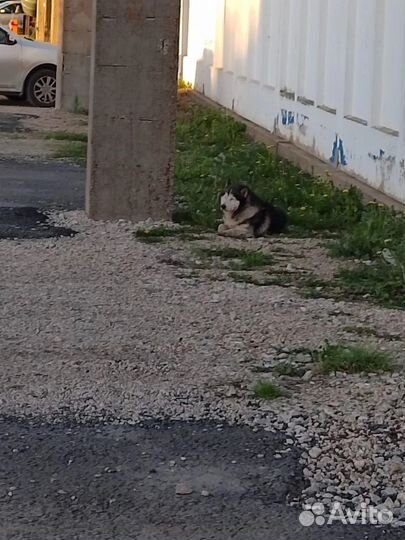 Сибирский хаски