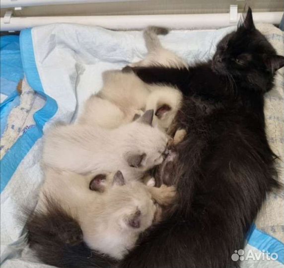 Котик 1,5 месяца