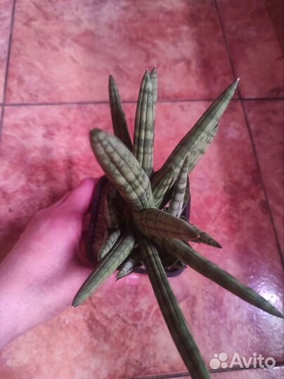 Sansevieria kirkii, manee
