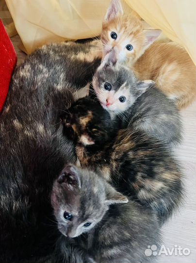 Котята в добрые руки