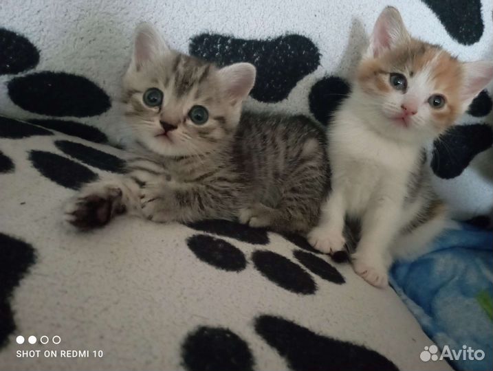 Дом для котят