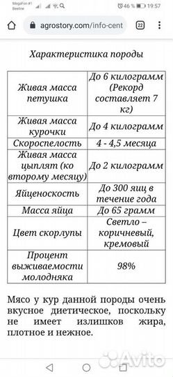Цыплята мастер грей
