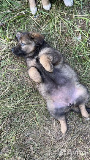 Щенки в добрые руки даром
