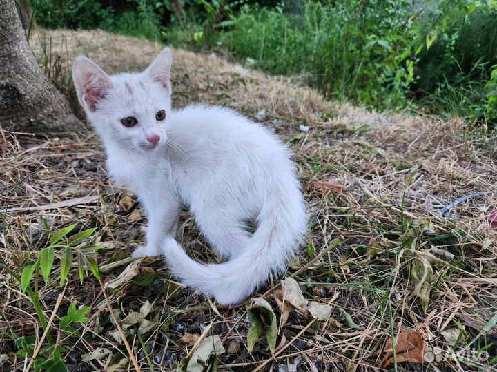 Белый котенок