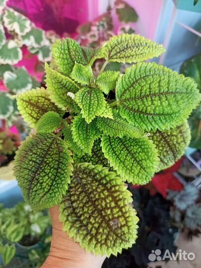 Фикус Пумила 2 сорта, Церопегия 3 сорта, и др