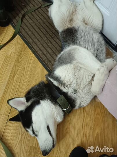 Щенки сибирской хаски