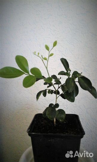 Муррайя экзотическая