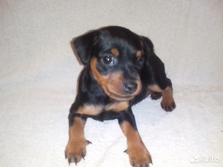 Цвергпинчер