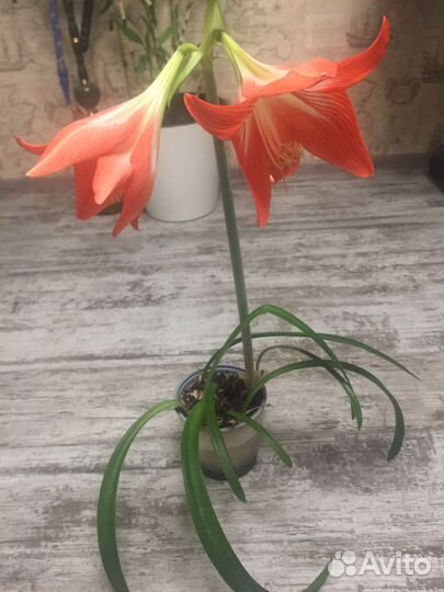 Гиппеаструм Лилия