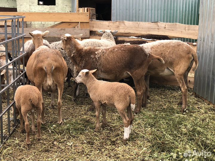 Катумские бараны