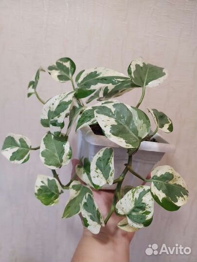 Сциндапсус н джой и марбл эпл или хэппи лив