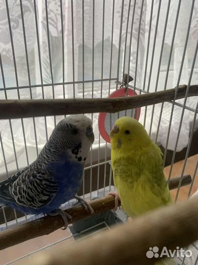 Волнистые попугаи