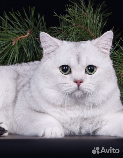 Британские котята