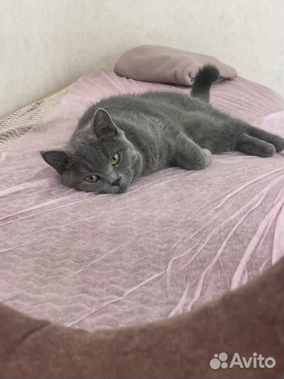 Британская кошка