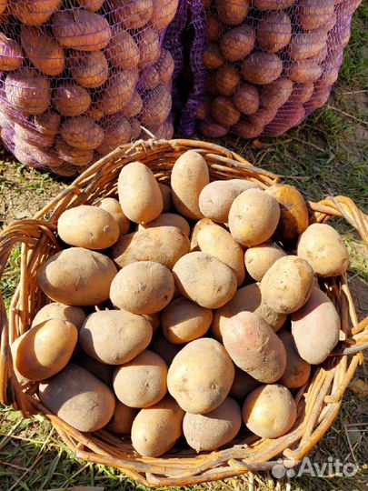 Продам молодой картофель