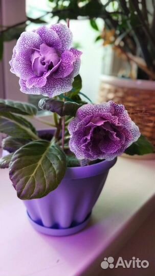 Глоксиния махровая