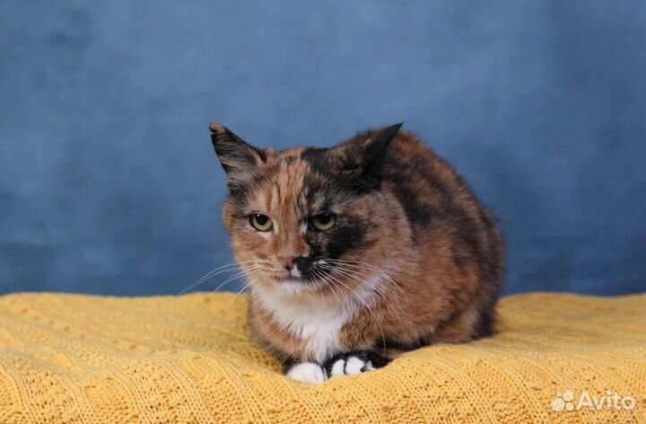 Ищет дом краспица кошка Цветана