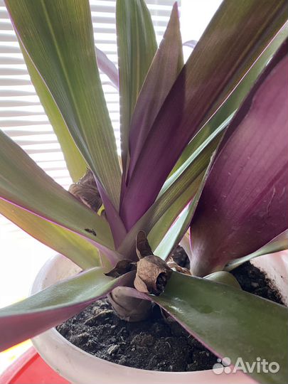 Традесканция разноцветная