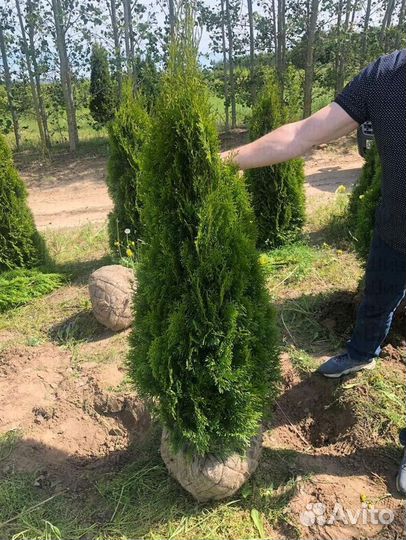 Туя Смарагд оптом от 20шт