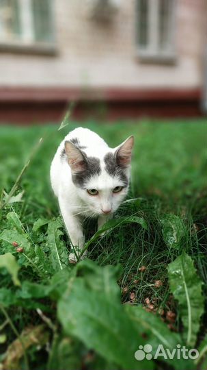 Кошка бесплатно