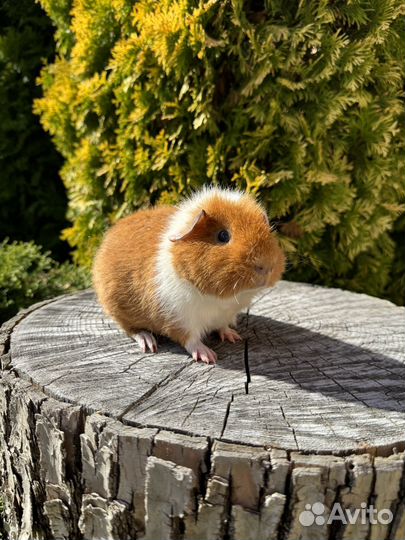 Морская свинка ам