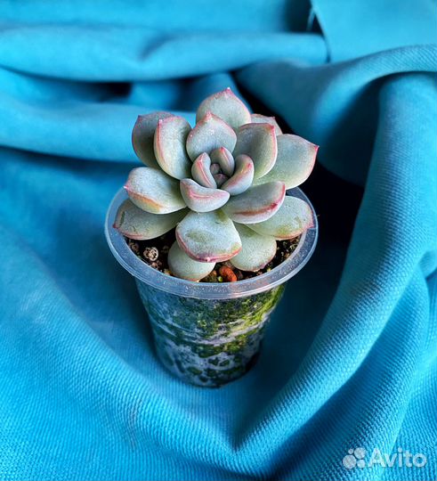 Суккуленты